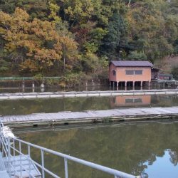 隠れ谷池（管理釣り場　橋本市）　ヘラブナ釣り　６枚