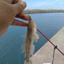 魚住漁港の落ちキス調査