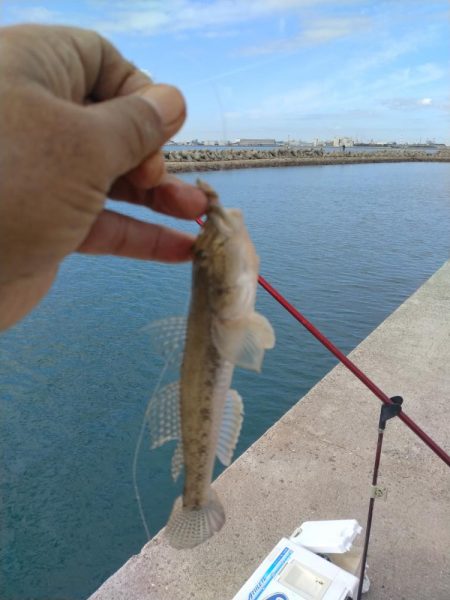 魚住漁港の落ちキス調査