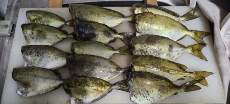 和歌山県大引（上野渡船）でグレ釣り