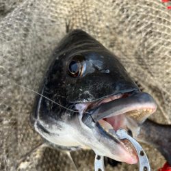 渋い中黒鯛釣れました