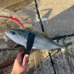 ハマチ  青物釣れました