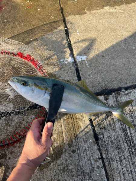 ハマチ  青物釣れました