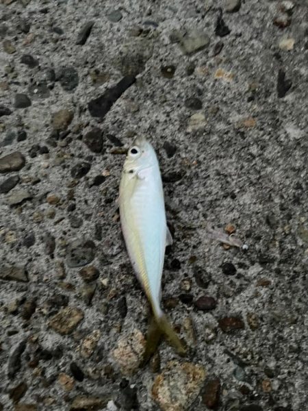 ちょい投げキス釣りとアジング