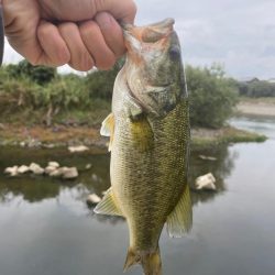 バス釣り