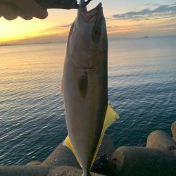 トップで初青物！