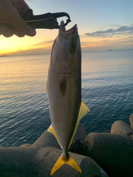 トップで初青物！