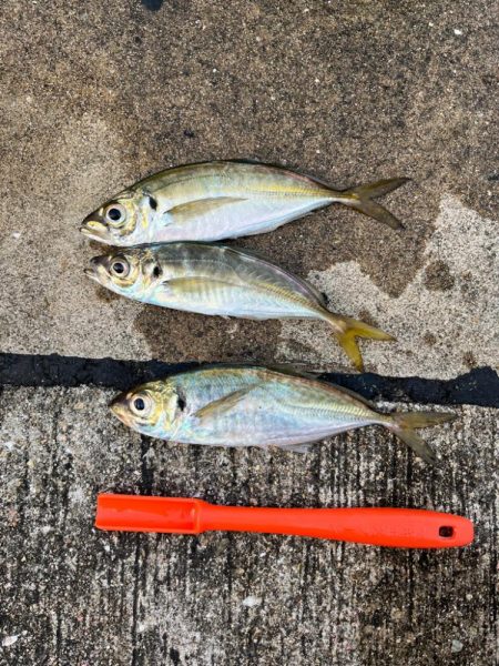 デカアジ　釣れてます