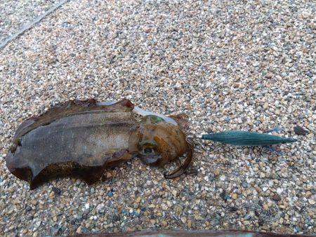 赤礁海釣り公園でイカ