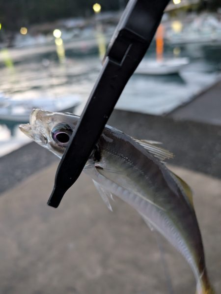 陸っぱり釣行記