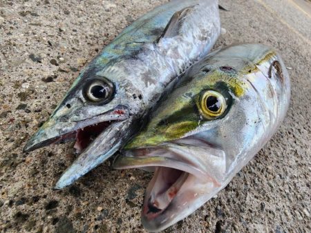 今日は縦の釣り🎣