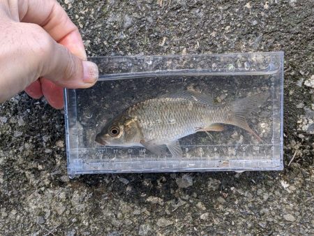 高活性！短時間で満足の小物釣り