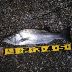 アジングロッドでヒラスズキ60cm