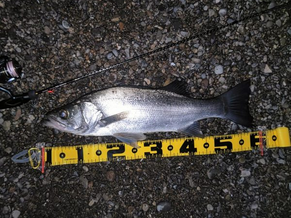 アジングロッドでヒラスズキ60cm