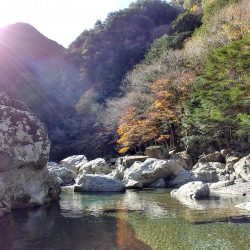 天川管理釣り場にて大型ニジマス