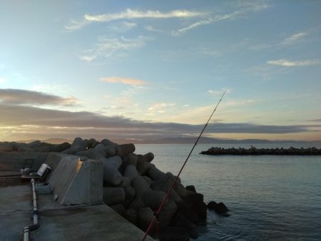 魚住漁港の落ちキス調査