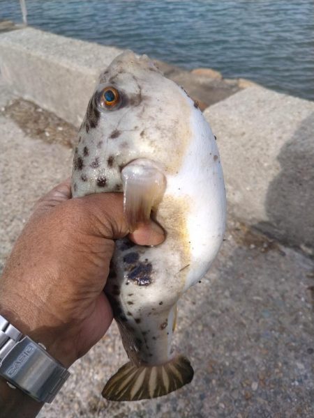 東二見のキスが釣れ始めました