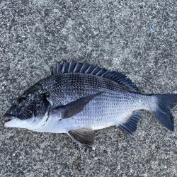 イチノ兄弟、釣果！