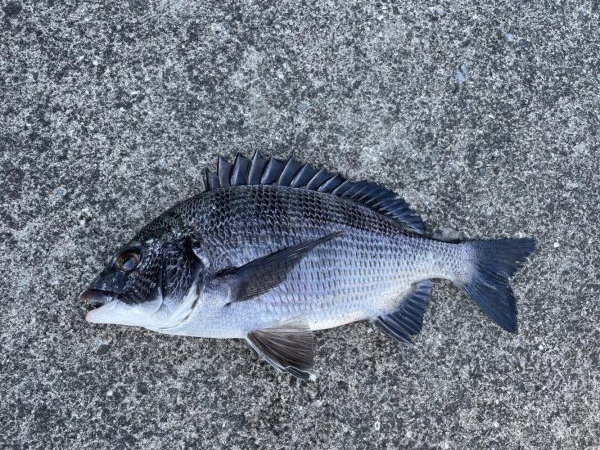 イチノ兄弟、釣果！