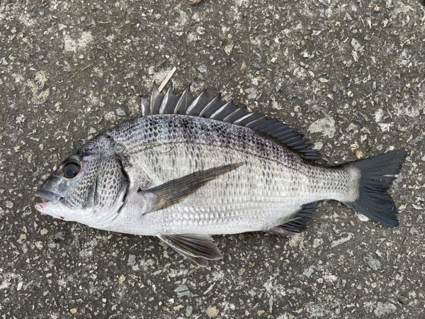 イチノ兄弟、釣果！