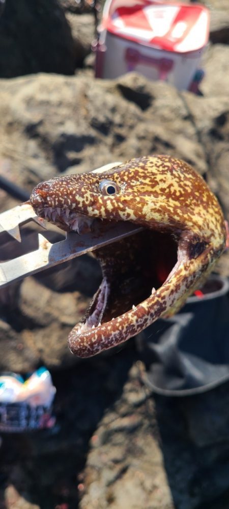 和歌山県大引（上野渡船）でグレ釣り