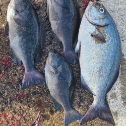 和歌山市江（吉丸渡船）でグレ釣り2日目