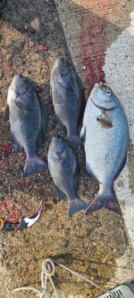 和歌山市江（吉丸渡船）でグレ釣り2日目