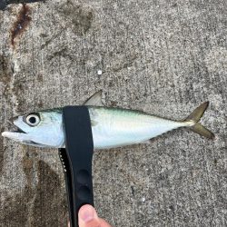 ハマチ  青物釣れました