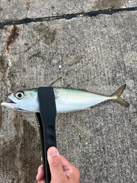 ハマチ  青物釣れました