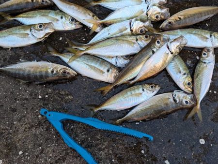 大あじ、チヌの活性高いです