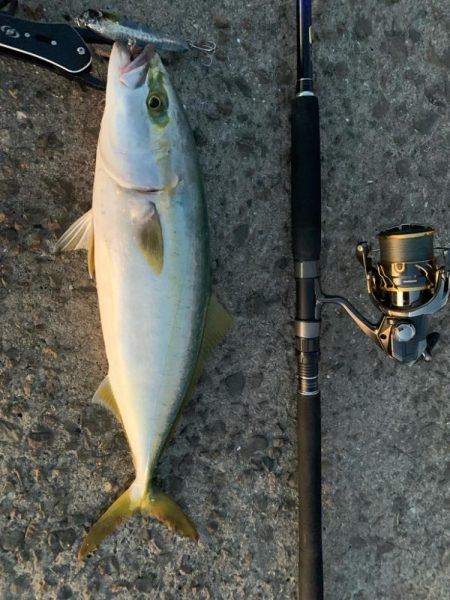 トップで初青物！