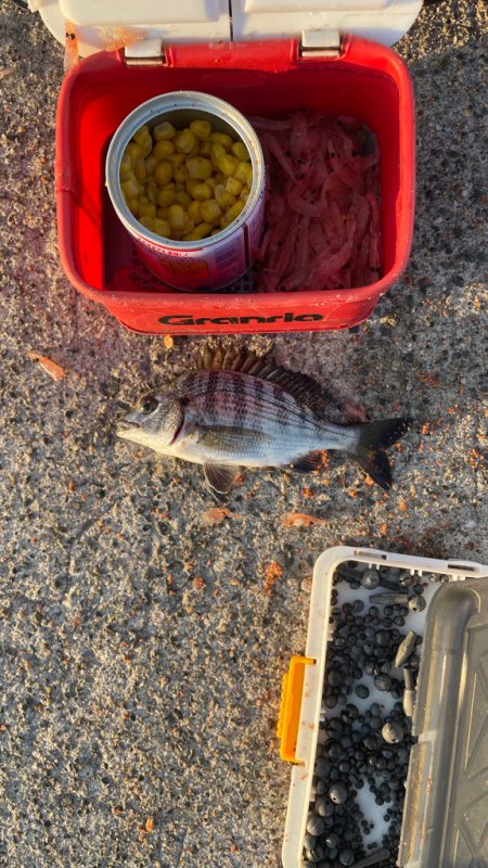 紀州釣り  チヌ １１匹