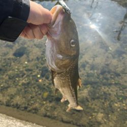 まさかの初魚種