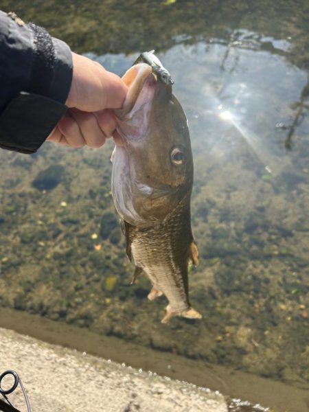 まさかの初魚種