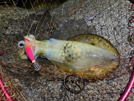 満月大潮効果のナイトエギングで良型アオリイカゲット♪