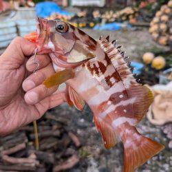 陸っぱり釣行記