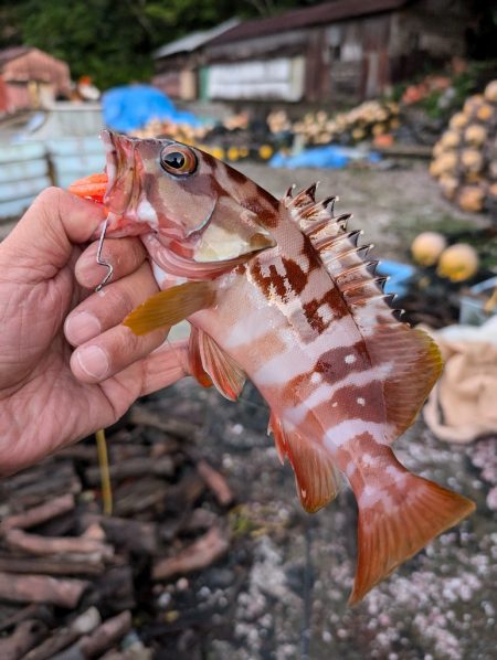 陸っぱり釣行記