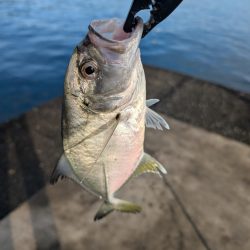 陸っぱり釣行記