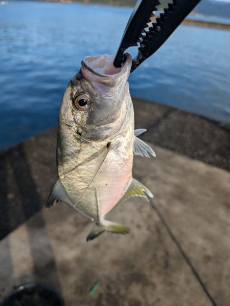 陸っぱり釣行記