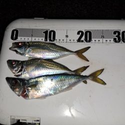 太刀魚ウキ釣りからの投げサビキ釣り