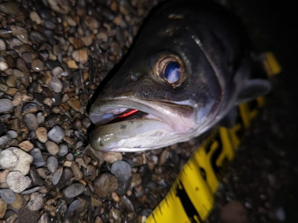 アジングロッドでヒラスズキ60cm