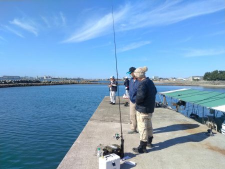 魚住漁港の落ちキス調査