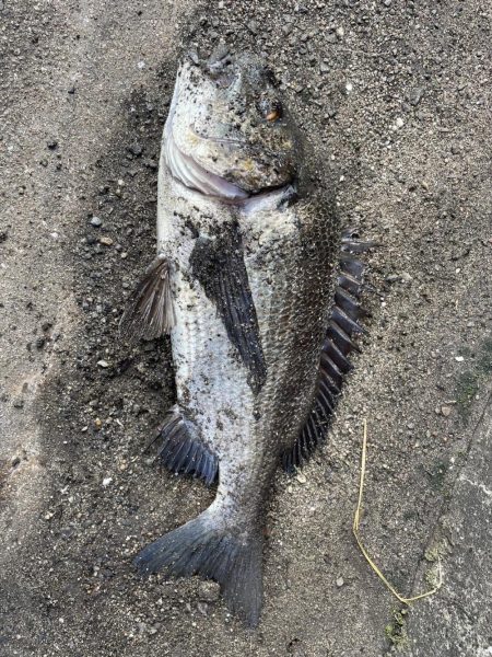 イチノ兄弟、釣果！