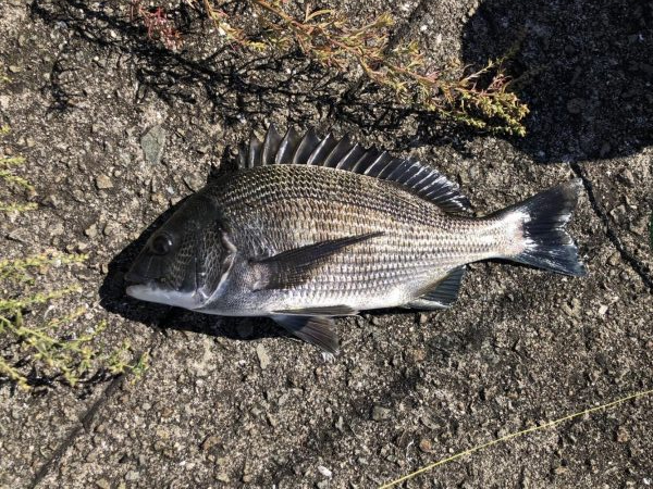 イチノ兄弟、釣果！