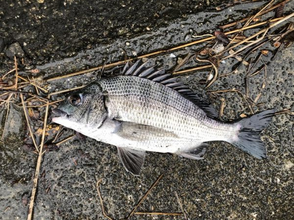 イチノ兄弟、釣果！