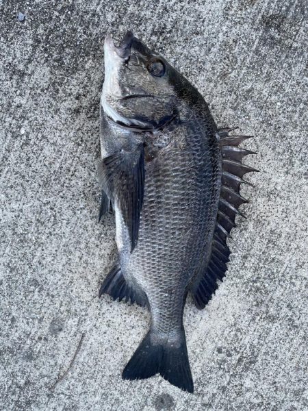 イチノ兄弟、釣果！