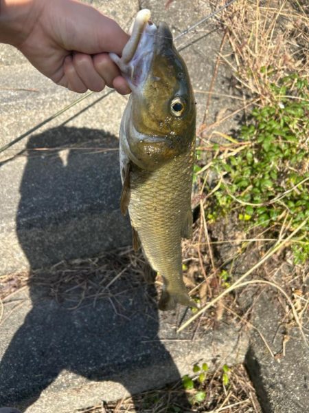 まさかの初魚種