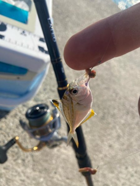 シロギスタの釣りは甘くない