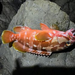 尾鷲根魚釣り