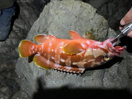 尾鷲根魚釣り